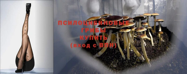 стаф Алзамай